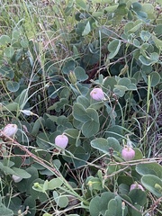 Clematis carrizoensis