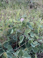 Clematis carrizoensis