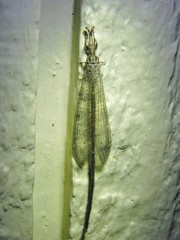 Peruveleon dorsalis