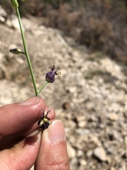 Caulanthus amplexicaulis