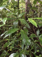 Pseudopanax colensoi