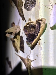 Lepidodes
