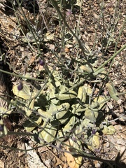 Caulanthus amplexicaulis