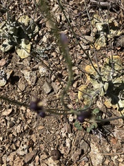 Caulanthus amplexicaulis