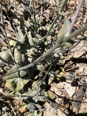 Caulanthus amplexicaulis