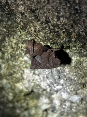 Phyllotettix compressus