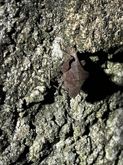 Phyllotettix compressus