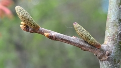 Amphibolips ellipsoidalis