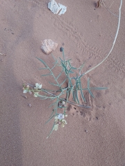 Astragalus ceramicus