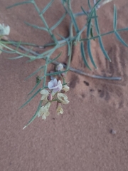 Astragalus ceramicus