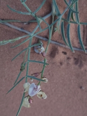 Astragalus ceramicus