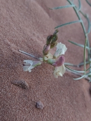 Astragalus ceramicus