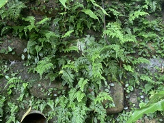 Asplenium ritoense