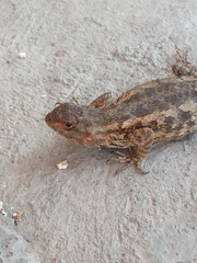 Sceloporus spinosus