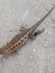 Sceloporus spinosus