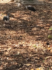 Threskiornis spinicollis