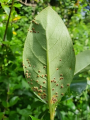 Puccinia coprosmae