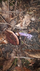 Cortinarius archeri
