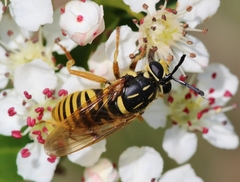 Sphecomyia vittata