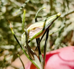 Gnorimoschema octomaculella