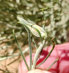 Gnorimoschema octomaculella