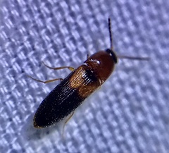 Ampedus areolatus