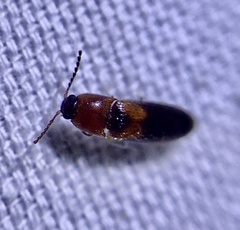 Ampedus areolatus