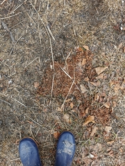 Ursus arctos beringianus