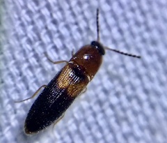 Ampedus areolatus