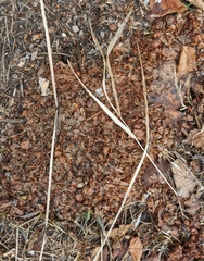 Ursus arctos beringianus