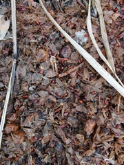 Ursus arctos beringianus