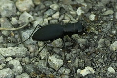 Dromochorus belfragei