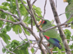 Amazona xantholora