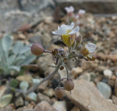 Physaria purpurea