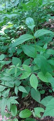 Spigelia marilandica