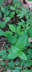Spigelia marilandica