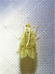 Psilocorsis cryptolechiella
