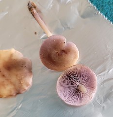 Baeospora myriadophylla