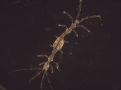 Caprelloidea