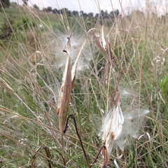 Asclepias fournieri
