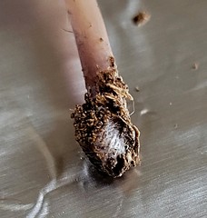 Baeospora myriadophylla