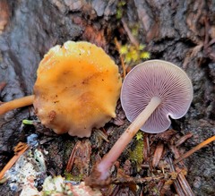 Baeospora myriadophylla