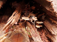 Baeospora myriadophylla