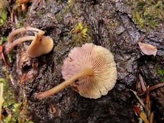 Baeospora myriadophylla