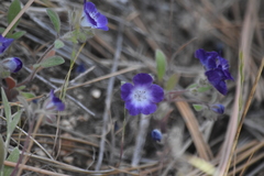 Phacelia davidsonii