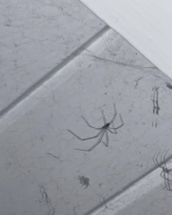 Pholcidae
