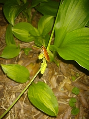 Ischnoptera bilunata