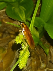 Ischnoptera bilunata