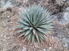 Agave potrerana