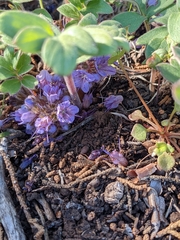 Hydrophyllum alpestre